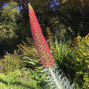 Tower of Jewels Echium Seeds