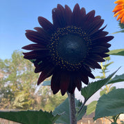 Black Sunflower Seeds
