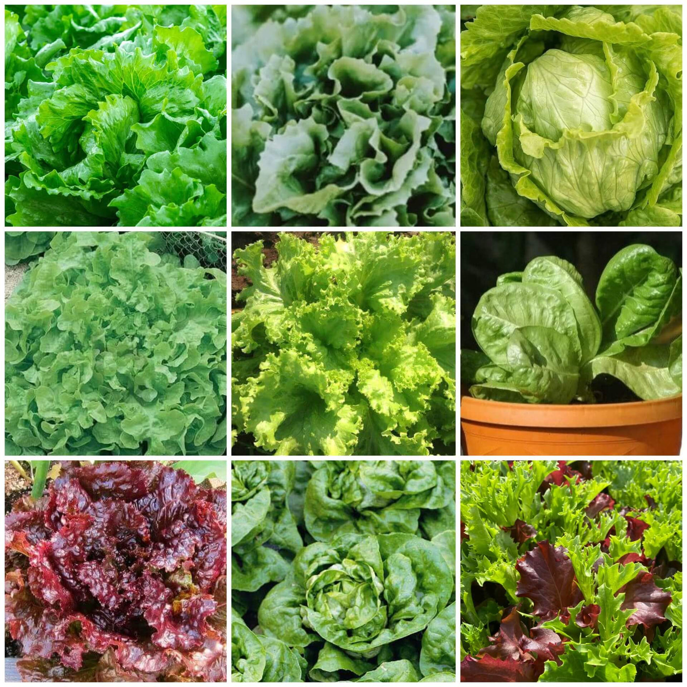 Lettuce Seeds - All In One For Home Gardens