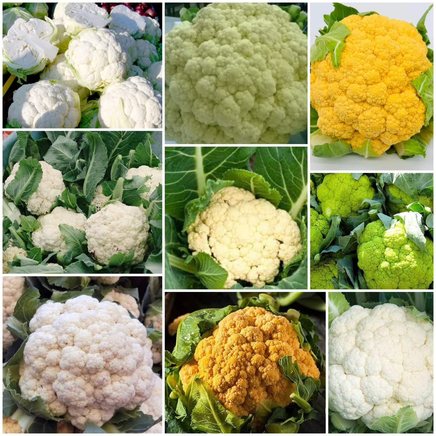 Cauliflower Seeds - All In One For Home Gardens