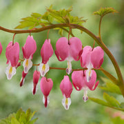 Wildflower Mix Bleeding Heart Seeds