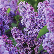Japanese Tree Purple Lilac Seeds