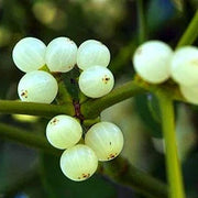 White Mistletoe Seeds, Herbal