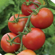 Red Rose Tomato Seeds