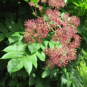 Aralia Cordata Seeds - Herbal Seeds