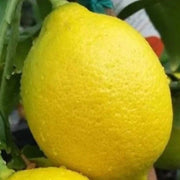 Genoa Lemon Seeds