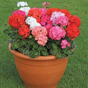 Pelargonium Geranium Seeds