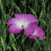 Corn Cockle Agrostemma Seeds