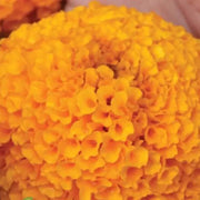 Giant Hybrid Marigold Seeds