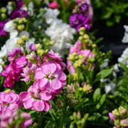 Stock Flower Seeds - Matthiola incana Flower Seeds
