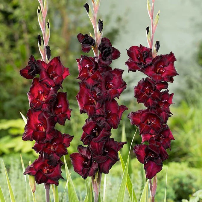 Deep Red Gladiolus Seeds