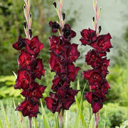 Deep Red Gladiolus Seeds