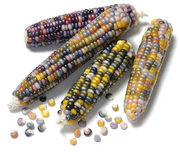 Rainbow Corn Seeds