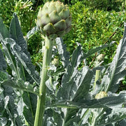 Artichoke Seeds, Cynara scolymus Herb Seeds