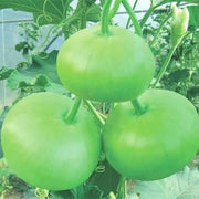 Round Bottle Gourd Seeds