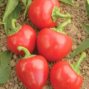 Cherry Pepper Seeds