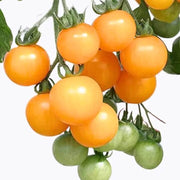 Gold Tomato Seeds