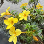 Allamanda cathartica Allamanda Seeds