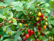 Goumi Berry Seeds