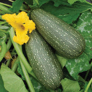 Zucchini Seeds – Cucurbita pepo