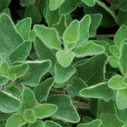 Greek Oregano Seeds, Herbal