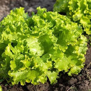 Batavia Lettuce Seeds