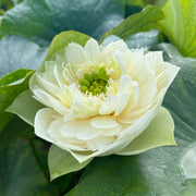 Exotic Collector's Lotus Seeds