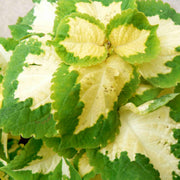 Green White Coleus Seeds