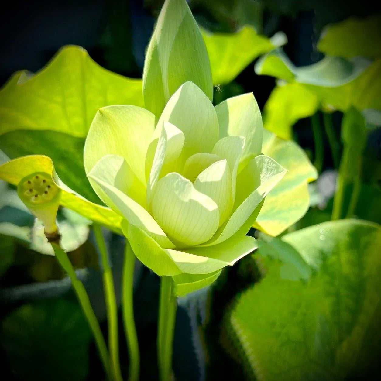 Green Seeds, Aquatic Lotus