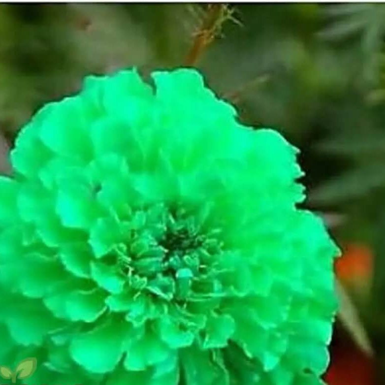 Green Marigold Seeds