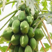 Green Papaya Seeds