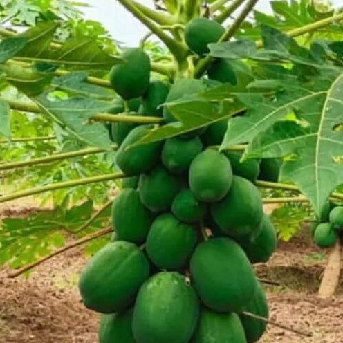 Green Papaya Seeds