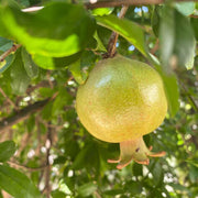Green Pomegranate Seeds
