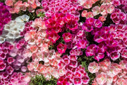 Azalea Seeds