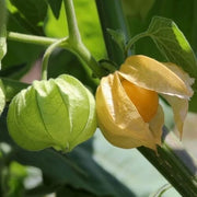 Heirloom Ground Cherry Seeds