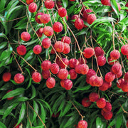 Bright Red Lychee Seeds