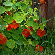 Red Nasturtium Seeds