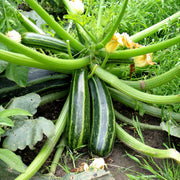 Climbing Zucchini Seeds