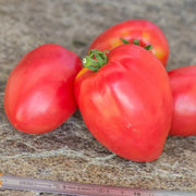 Red Grushovka Tomato Seeds