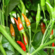 Guam Boonies Pepper Seeds
