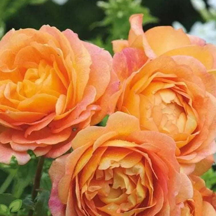 Lotus Orange Rose Seeds