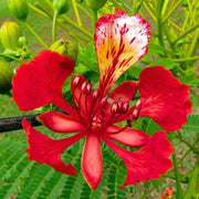 Flame Tree Royal Poinciana Seeds