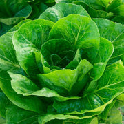 Loose Leaf Cabbage and Lettuce Seeds
