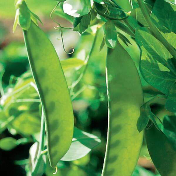 Oregon Sugar Pod Snow Pea Seeds