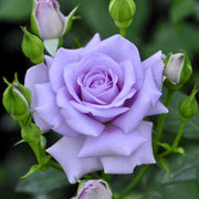 Climbing Blue Moon Rose Seeds