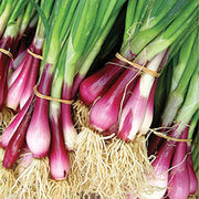 Welsh Onion Seeds