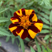 Court Jester Marigold Seeds
