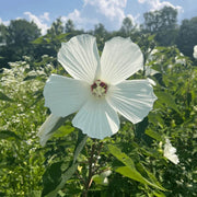 White Hibiscus Seeds