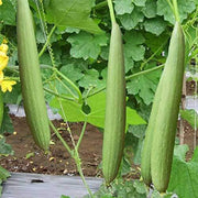 Sponge Gourd Seeds