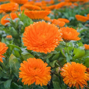 Heirloom Calendula Seeds, Herbal